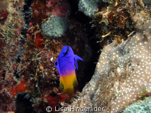 A Fairy Basslet  beauty.  Bonaire by Lisa Hinderlider 